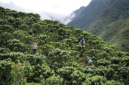Trei cultivatori de cafea pe o plantație la altitudine
