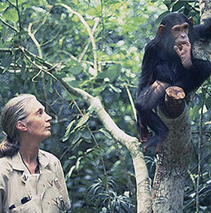 Jane Goodall jälgib puu otsas istuvaid šimpanseid